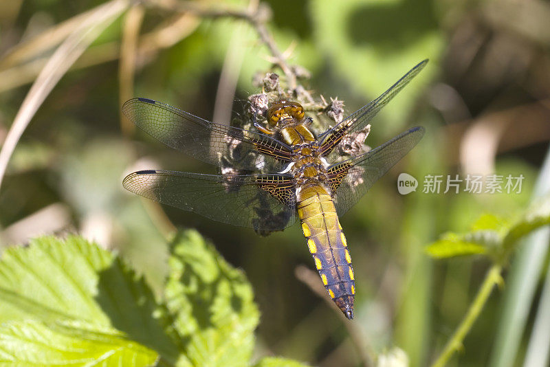 宽体追逐者(Libellula depressa)年轻雄性